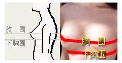胸围测量