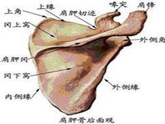 肩胛颈及肩胛盂骨折