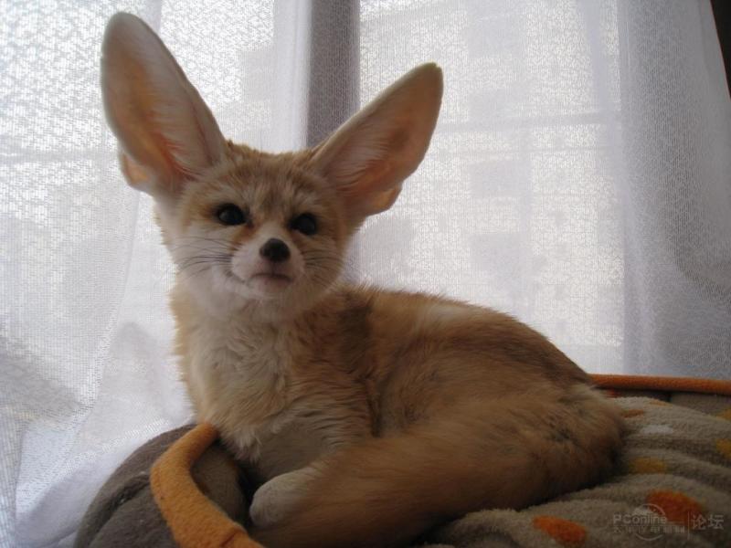 耳廓狐 搜狗百科