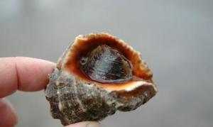 红螺