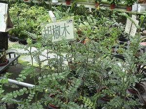 胡椒木