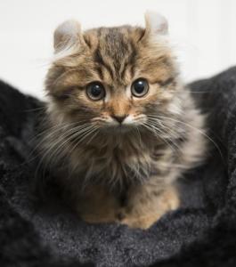 美国卷毛猫