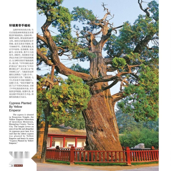 黄帝手植柏