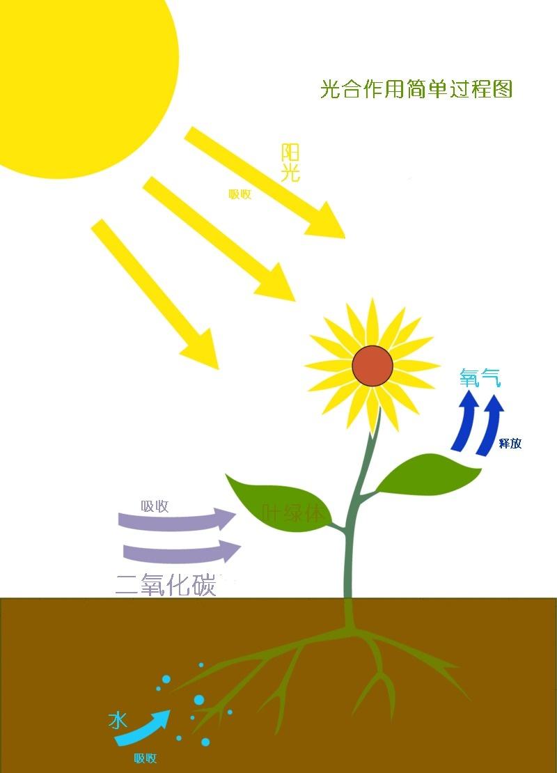 光合作用 搜狗科学百科