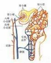 氮质血症