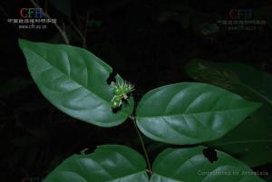 白萼素馨图册