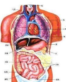人体解剖图 搜狗百科