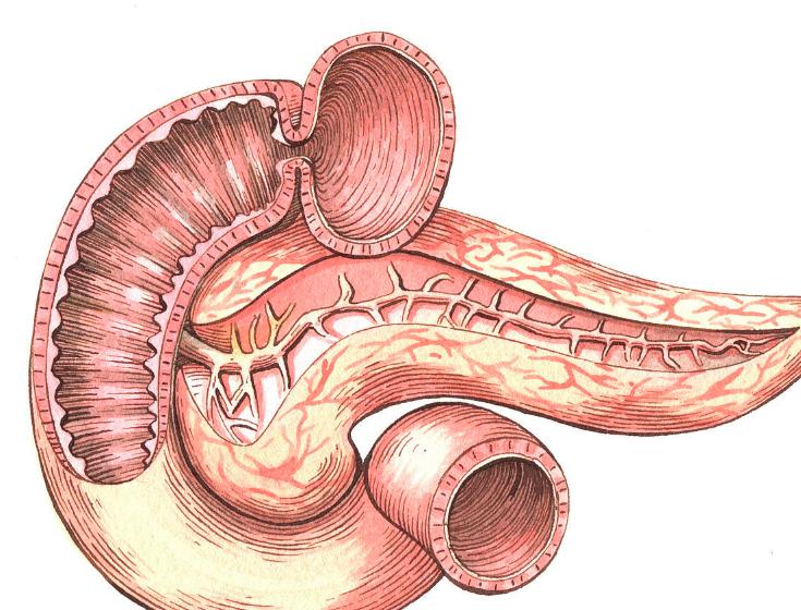 胰腺长什么样图片图片