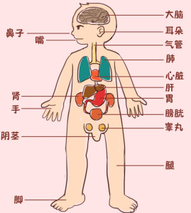 人体器官名字图片