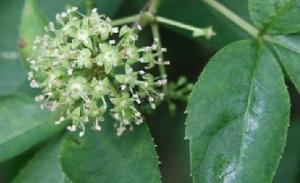 人参花 搜狗百科