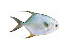 卵形鲳鲹