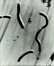 在厌氧条件下以甲烷为特异代谢产物的细菌.