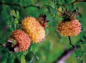 刺李子 - 搜狗百科