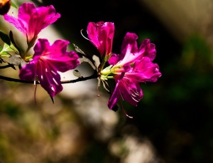 花中西施
