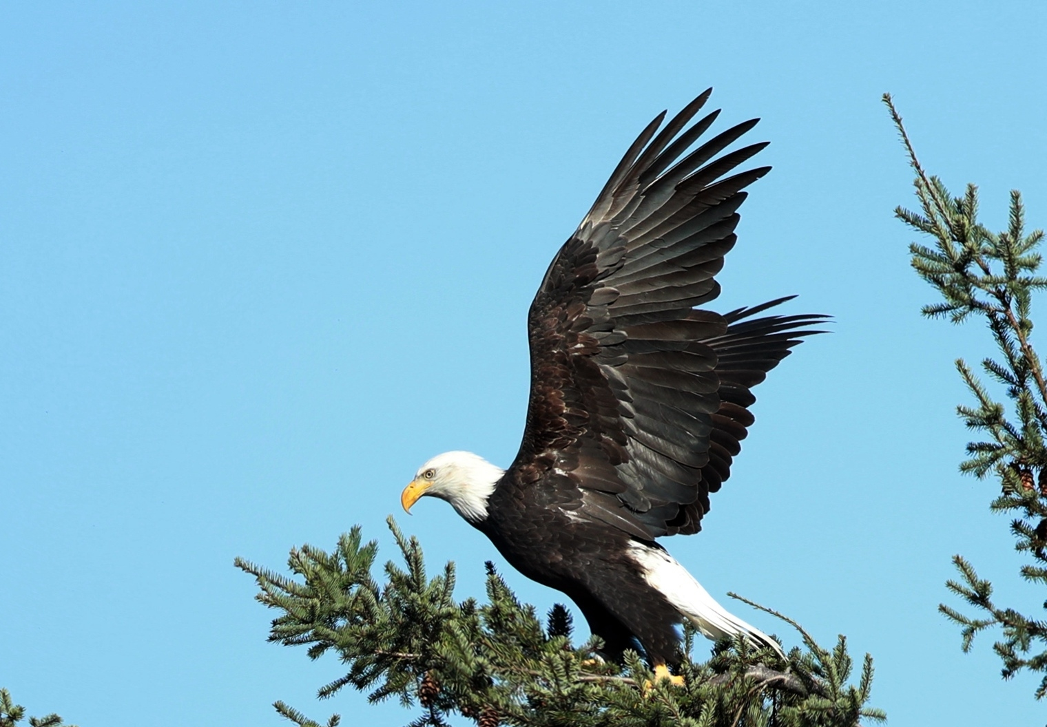 海雕(繁殖)白头海雕白头海雕美国国旗与国鸟白头海雕词条信息词条浏览