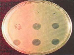 噬菌斑图片图片