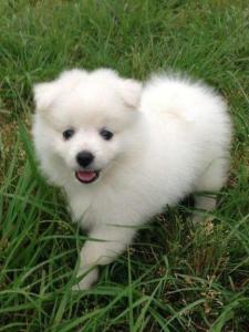 银狐犬