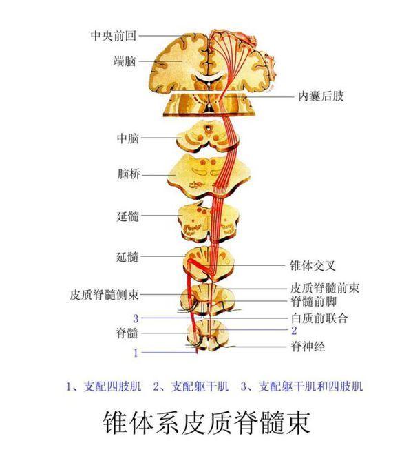 锥体结构图解图片