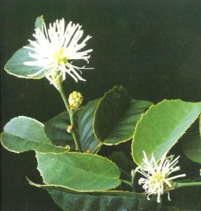四药门花