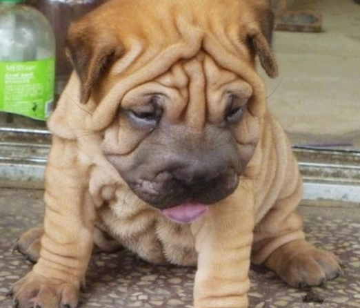 沙皮犬