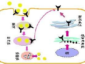 遗传性蛋白S缺陷症