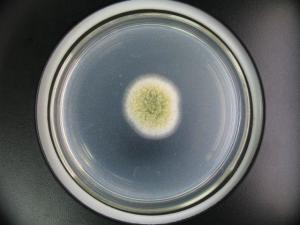 米曲霉菌的制作图片
