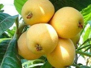 白枇杷