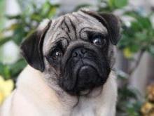 巴哥犬