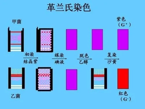 革兰氏染色法 搜狗百科