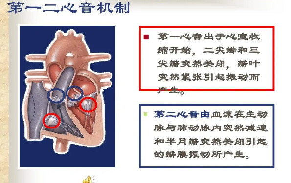 第一心音 心脏生理学名词 搜狗百科