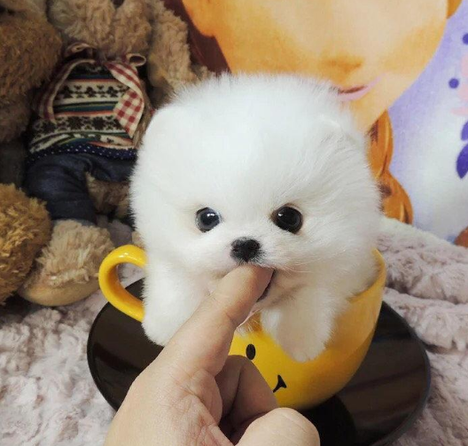茶杯犬