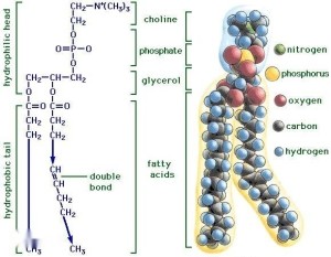 磷脂分子结构模式图图片