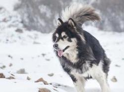 阿拉斯加雪橇犬
