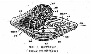 蜓壳剖视图
