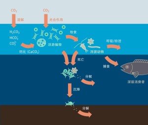 环境中以生物或生物行为为动力,将碳元素从海洋表面向深层传递的过程