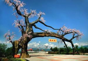 樱桃沟