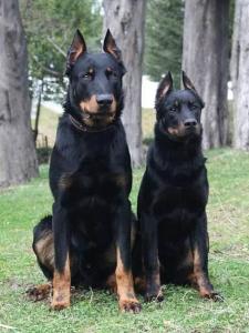 狼犬