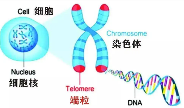 端粒