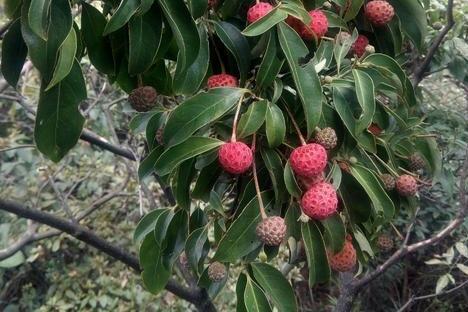 野荔枝(植物)_搜狗百科