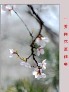 一剪梅·一剪梅花万样娇