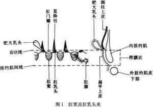 肛管解剖图