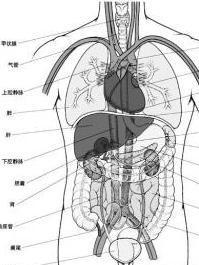五脏六腑