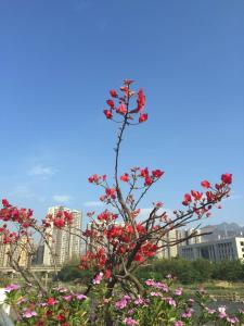 米易杜鹃