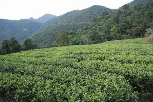 梅江区清凉山茶