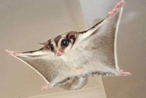鼯鼠