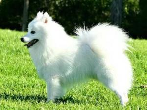 银狐犬