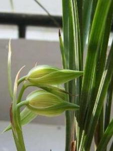 菅草兰