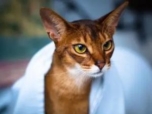 阿比西尼亚猫