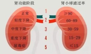 肾功能