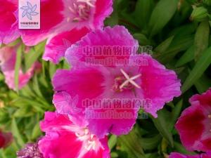粉花月见草图册